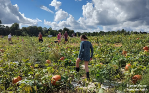 Visitors picking pumpkins at Stewart Farms Pumpkin Patch near Greenville, South Carolina, on a sunny fall day.