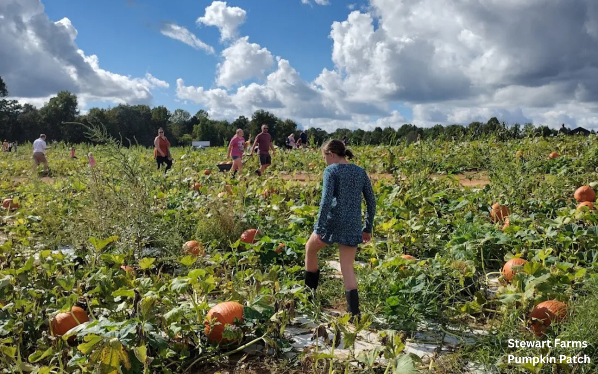 Visitors picking pumpkins at Stewart Farms Pumpkin Patch near Greenville, South Carolina, on a sunny fall day.